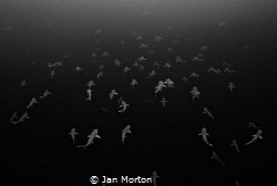 Mating amalgamation of Atlantic Sharpnose Sharks - Rhizop... by Jan Morton 